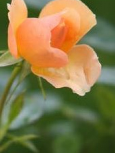 escorts Safe Escorts Service provider in Dhaka 01703805270