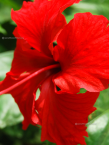 escorts Chittagong Escorts : 01783361399