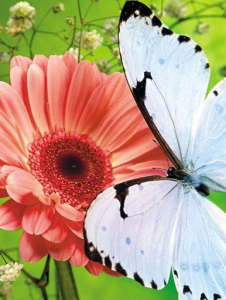 escorts Chittagong Escorts : 01783361399